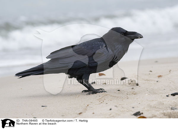 Northern Raven at the beach / THA-08485