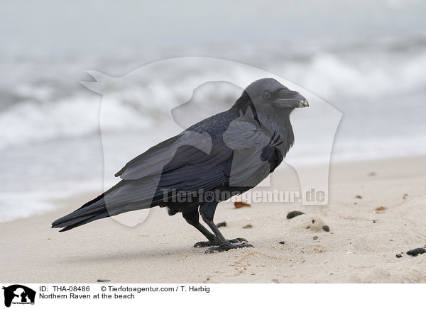 Northern Raven at the beach / THA-08486
