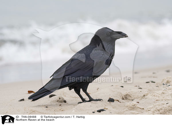 Northern Raven at the beach / THA-08488