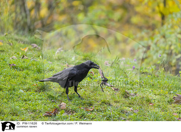 common raven / PW-11626