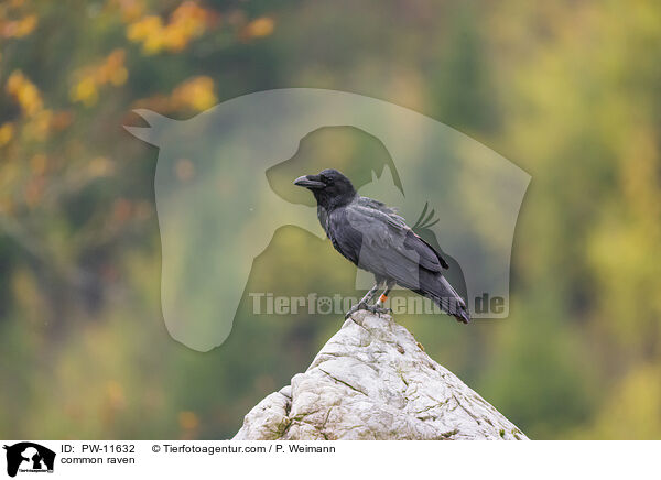common raven / PW-11632