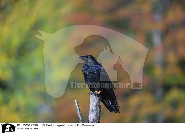 common raven / PW-12338