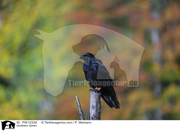 common raven / PW-12339