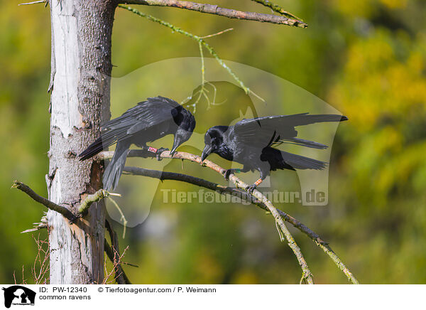 common ravens / PW-12340