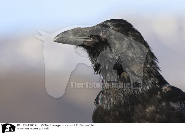 common raven portrait / FF-11814