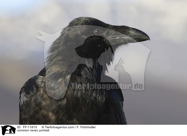 common raven portrait / FF-11815
