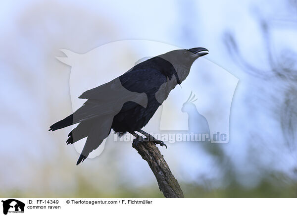 Kolkrabe / common raven / FF-14349