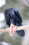 common raven