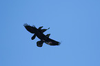 flying Northern Ravens
