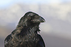common raven portrait
