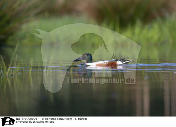 shoveller duck swims on sea / THA-06906