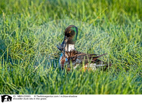 Lffelente sitzt im Gras / shoveller duck sits in the grass / MBS-23993