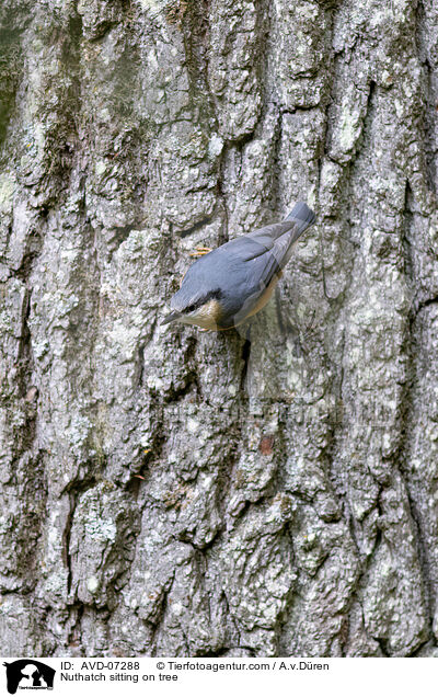 Nuthatch sitting on tree / AVD-07288