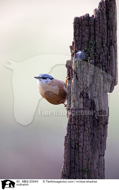 nuthatch / MBS-25940