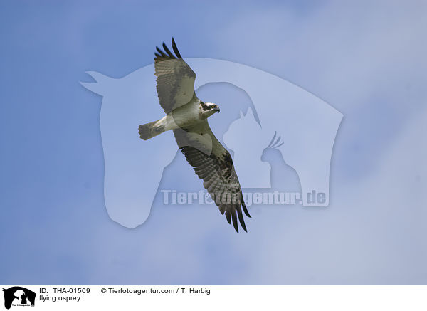 flying osprey / THA-01509