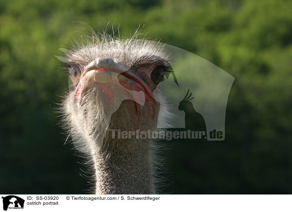 ostrich portrait / SS-03920