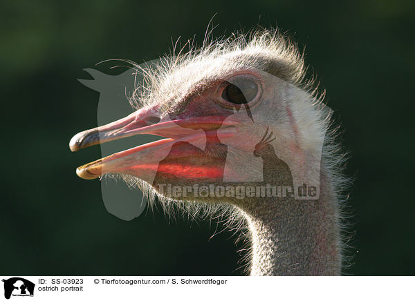 ostrich portrait / SS-03923
