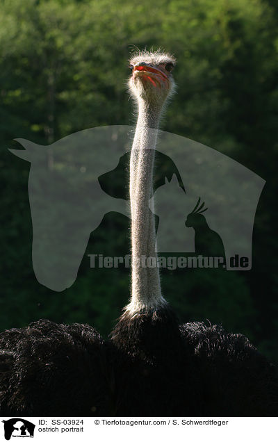 ostrich portrait / SS-03924
