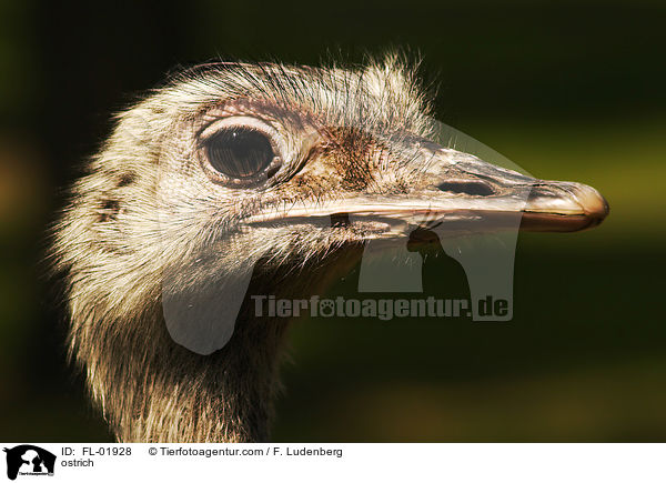 ostrich / FL-01928