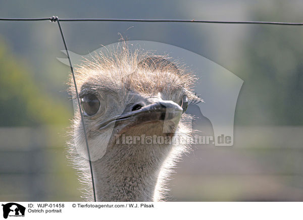 Ostrich portrait / WJP-01458
