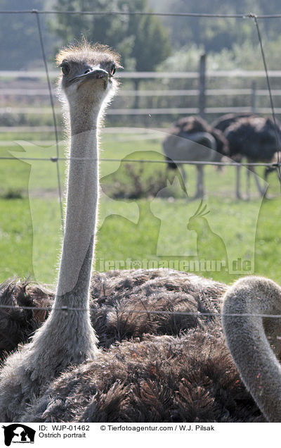 Ostrich portrait / WJP-01462