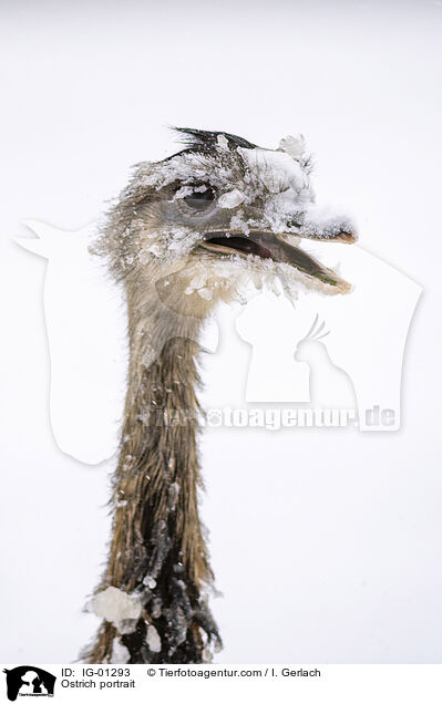 Ostrich portrait / IG-01293