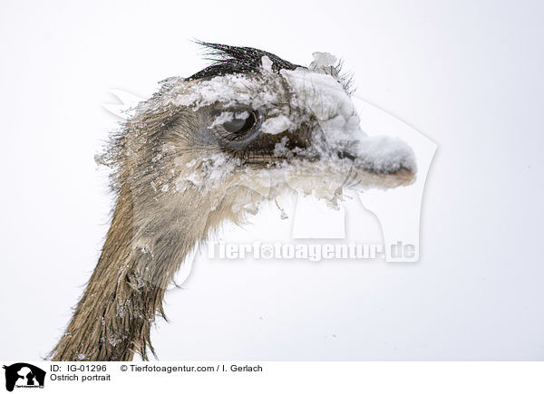Ostrich portrait / IG-01296