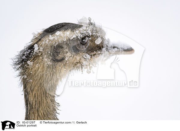 Ostrich portrait / IG-01297
