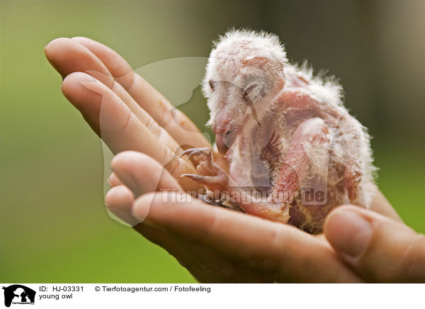 Eulen Baby / young owl / HJ-03331