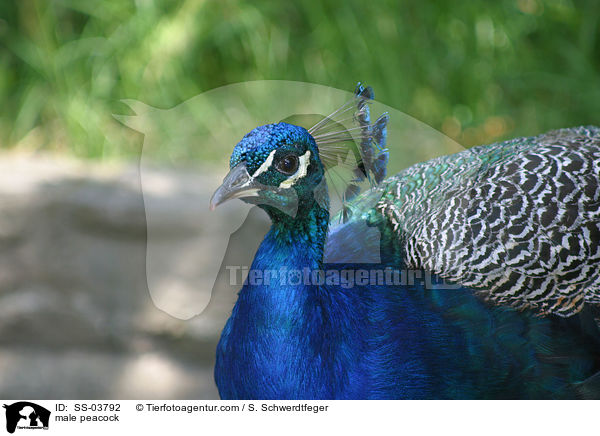 mnnlicher Pfau / male peacock / SS-03792