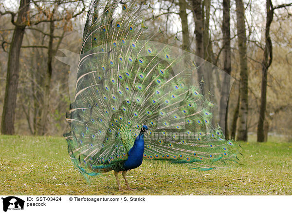peacock / SST-03424