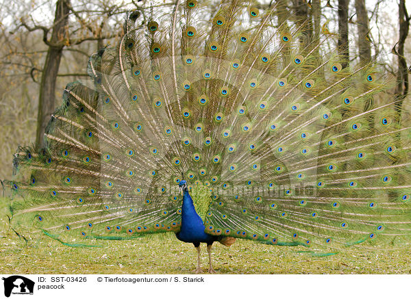 peacock / SST-03426