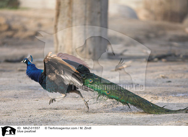 blue peafowl / MAZ-01557