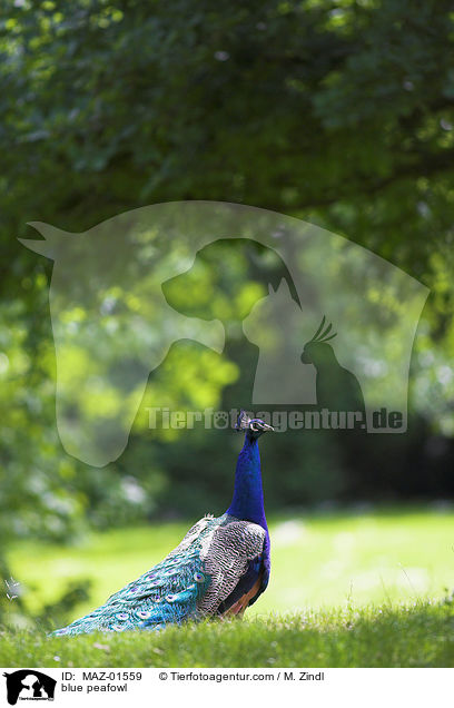 blue peafowl / MAZ-01559
