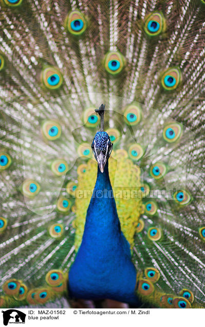 blue peafowl / MAZ-01562