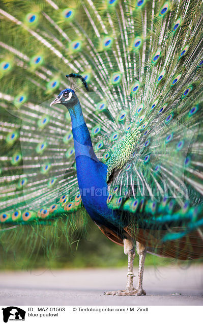 blue peafowl / MAZ-01563