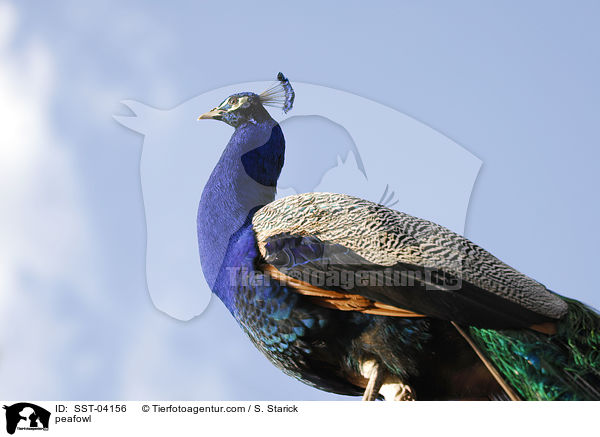 blau indischer Pfau / peafowl / SST-04156
