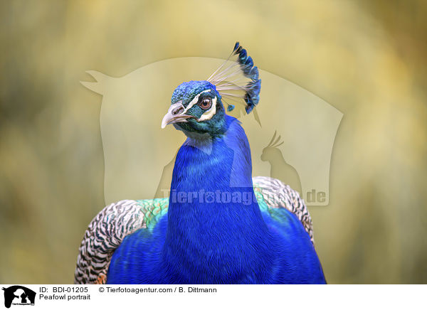 Peafowl portrait / BDI-01205