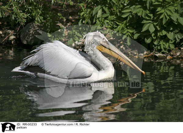pelican / RR-00233