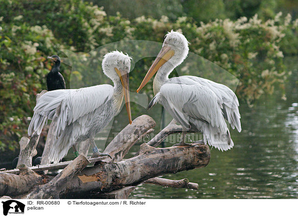 Pelikane / pelican / RR-00680