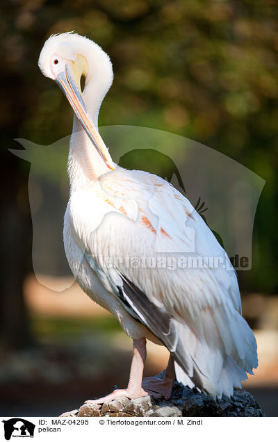 Pelikan / pelican / MAZ-04295