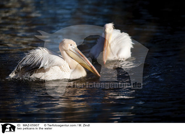 Zwei Pelikane im Wasser / two pelicans in the water / MAZ-05907