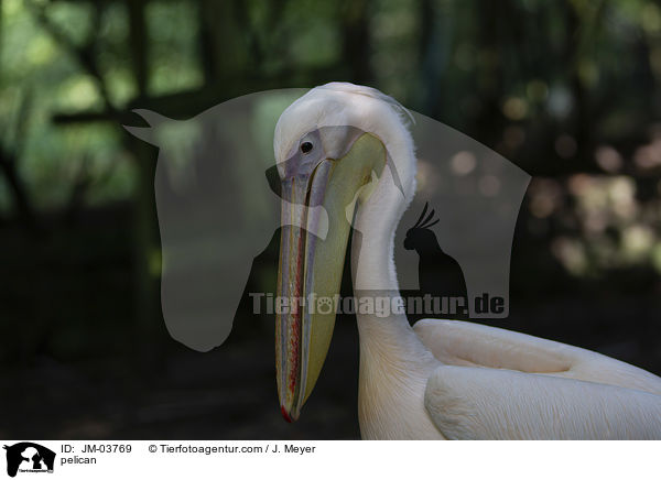 pelican / JM-03769