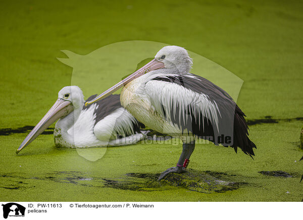 Pelikane / pelicans / PW-11613