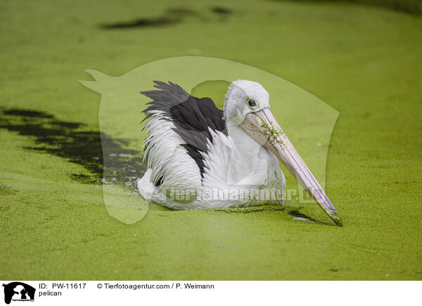 pelican / PW-11617