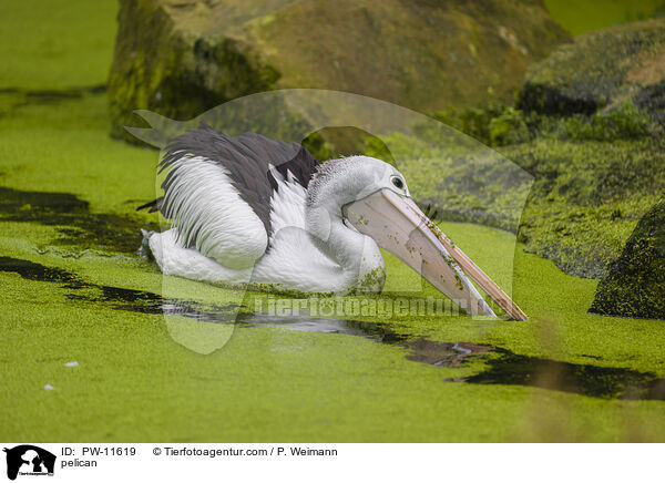 pelican / PW-11619