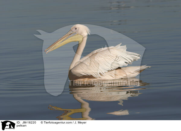 pelican / JM-18220