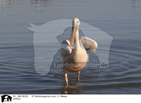 pelican / JM-18222