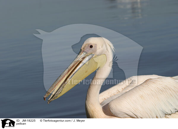pelican / JM-18225