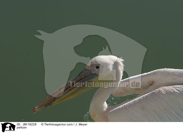 pelican / JM-18229